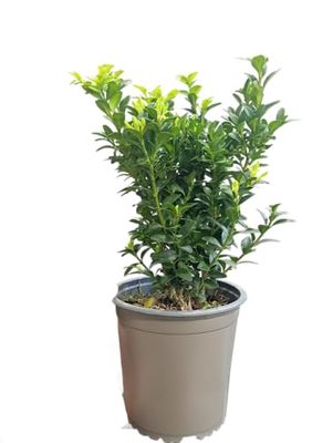 Buxus Natural en Maceta Arbusto Perennifolio con Follaje Abundante Fácil de Cuidar