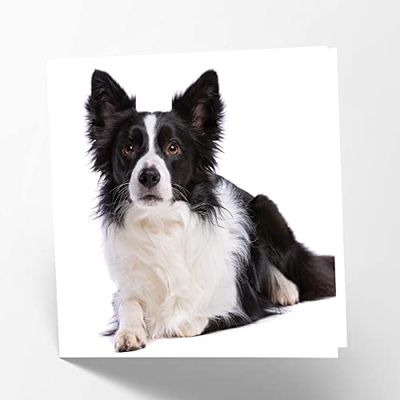 Maturi Lege wenskaart met afbeelding van Border Collie Dog
