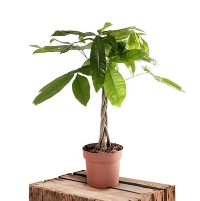 Árbol Natural Ornamental Pachira aquatica o Castaño de Guayana