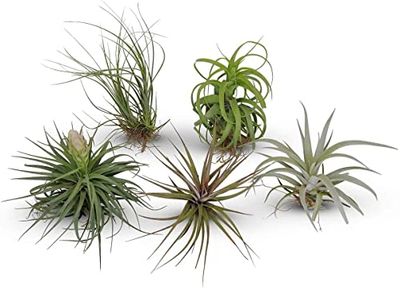 Tillandsias Naturales Pack de 5 Unidades de Plantas Naturales