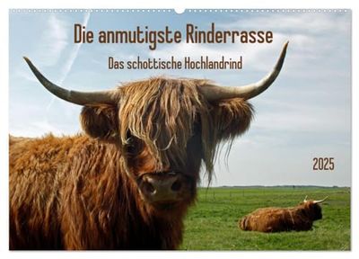 Die anmutigste Rinderrasse - Das schottische Hochlandrind (Wandkalender 2025 DIN A2 quer), CALVENDO Monatskalender: Die schottischen Hochlandrinder ... Fell ziehen jeden Betrachter in ihren Bann.