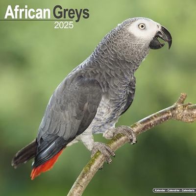 African Greys 2025 Square Wall Calendar | Bird, Parrot Calendar