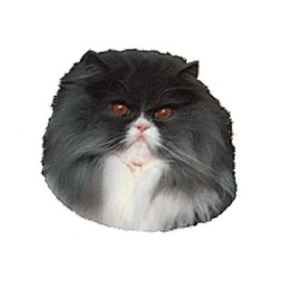Schwandt Heimtierbedarf World Stickers 13512 Lot de 2 Autocollants pour Panneau avertisseur Motif Chat perser Env. 140 x 160 mm