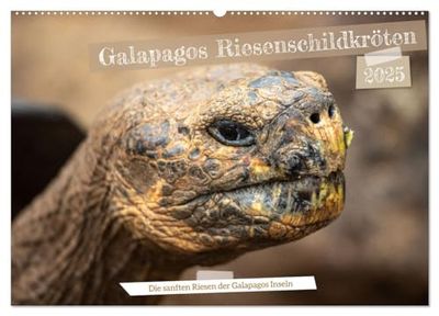 Die Riesenschildkröten der Galapagos Inseln (Wandkalender 2025 DIN A2 quer), CALVENDO Monatskalender: Erlebe die beeindruckende Schönheit und Anmut ... die die Galapagos Inseln ihr Zuhause nennen.