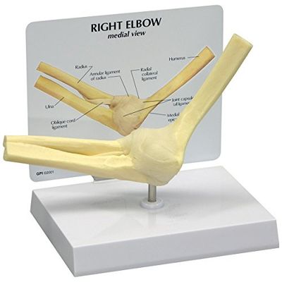 GPI Anatomicals 1830 armbågsmodell