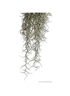 Askoll 281677 Exoterra Plant Spaanse Mos Large