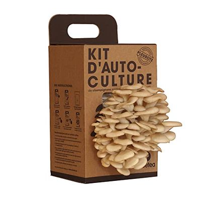 Resetea - Kit D´auto-culture - Champignons huitre sur des marcs de café y recyclés Kraft