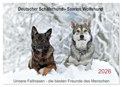 German Shepherd - Saarlos Wolfhound (Wall Calendar 2026 DIN A3 Landscape), CALVENDO Monthly Calendar