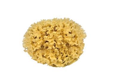 CROLL & DENECKE M140 Zeespons met de hand veredeld uit de zee natuur, 1 stuk, 14 cm