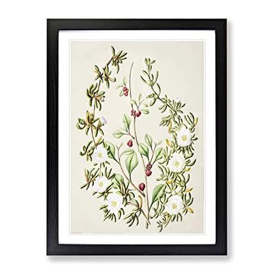 Daisy Brachyglottis Flowers By Sarah Featon No.2 Vintage Framed Wall Art Print, Ready to Hang Picture for Living Room Bedroom Home Office Décor, Black A3 (34 x 46 cm)