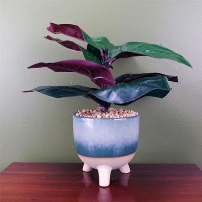 Botanik Artificial Office Plants