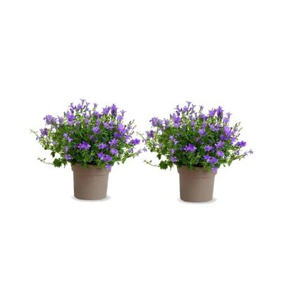 Plantas Estrella de Italia Color Azul Set de 2 Campanulas Flores Naturales