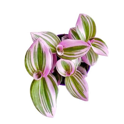 Planta Rosa Exclusiva Tradescantia Nanouk DECOALIVE Flor Natural Interior y Exterior