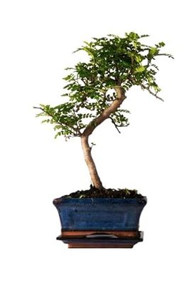 Bonsái Cerámica - Variedad no Elegible - Planta Natural