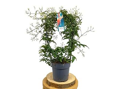 Jazmín Natural Planta para Decorar los Jardines del Hogar