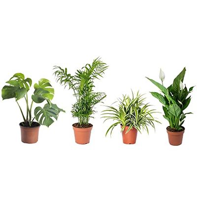 Set 4 Plantas Interior Poca Luz DECOALIVE: Monstera Deliciosa, Palmera Chamaedorea, Chlorophytum y Spathiphyllum