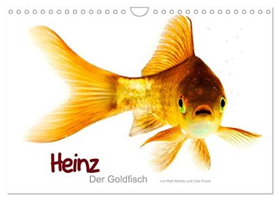 Heinz ¿ Der Goldfisch (Wandkalender 2025 DIN A4 quer), CALVENDO Monatskalender: Das älteste, bekannteste und weltweit am meisten verbreitete Haustier, hier kommt Heinz der Goldfisch.