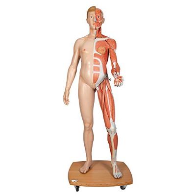 3B Scientific B53 B-CXU, spieraam van het menselijk lichaam, Europees, in 39 delen + gratis anatomische software - 3B Smart Anatomy