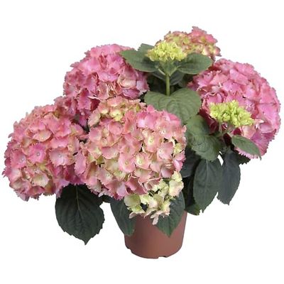 Hortensia Rosa Natural Ideal para Crear Espacios Verdes en Casa