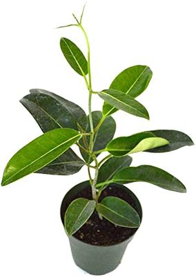 DECOALIVE Jazmín Planta Natural Stephanotis Floribunda Origen Madagascar, 8436606533024