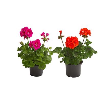DECOALIVE Flores de Geranio Pack de 2 Plantas Naturales Geranios o Pelargonium