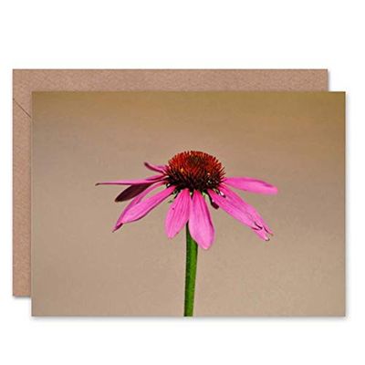 Wee Blue Coo NATURE PLANT FLOWER ECHINACEA PINK BLANK GREETINGS BIRTHDAY CARD ART