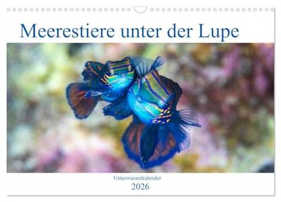 Meerestiere unter der Lupe - Unterwasserkalender (Wandkalender 2026 DIN A3 quer), CALVENDO Monatskalender: Erleben Sie die farbenfrohe Welt unter Wasser! Ein Kalender nicht nur für Taucher.