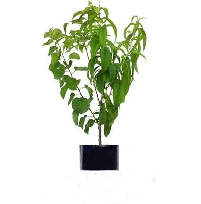Árbol Melocotonero Natural Cultiva tus Propios Melocotones en Casa