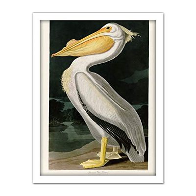 Artery8 Audubon Birds White Pelican Painting Artwork Framed Wall Art Print 18X24 Inch