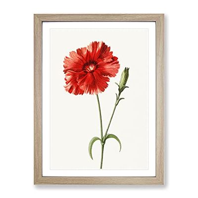 Indian Pink Flower By Frederick Edward Hulme Vintage Framed Wall Art Print, Ready to Hang Picture for Living Room Bedroom Home Office Décor, Oak A3 (34 x 46 cm)