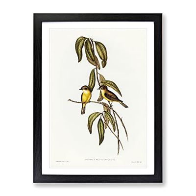 Yellow Bellied Flycatcher Birds By Elizabeth Gould Vintage Framed Wall Art Print, Ready to Hang Picture for Living Room Bedroom Home Office Décor, Black A4 (34 x 25 cm)