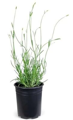 Lavanda Planta Natural con Muchas Propiedades Medicinales