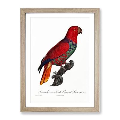 The Eclectus Parrot By F. Levaillant Vintage Framed Wall Art Print, Ready to Hang Picture for Living Room Bedroom Home Office Décor, Oak A4 (34 x 25 cm)