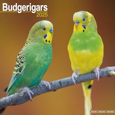 Budgerigar 2025 Square Wall Calendar | Bird, Parrot Calendar