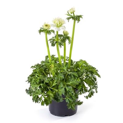 Anemone Coronaria - Flor del Viento - Planta Natural - Plantas con Flor