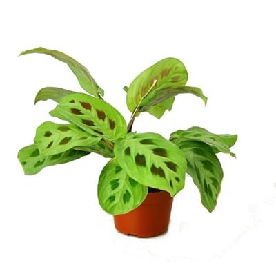 Maranta Kerchoveana Planta de la Oración Natural Perfecta para Ambientes de Interiores