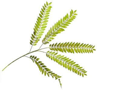 RAMA ACACIA VERDE PVC