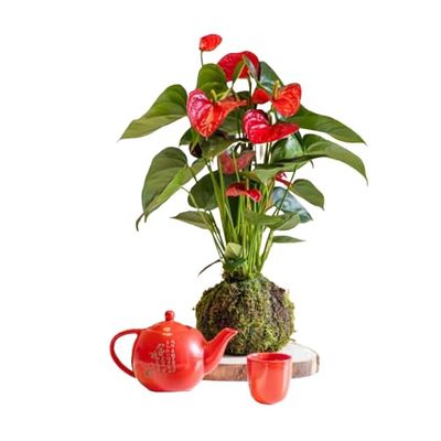 Kokedama Anthurium Rojo - DECOALIVE - Elaboración Artesanal - Planta Anthurium Rojo con Musgo