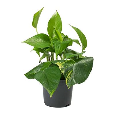 Potho Natural Planta Purificadora del Aire