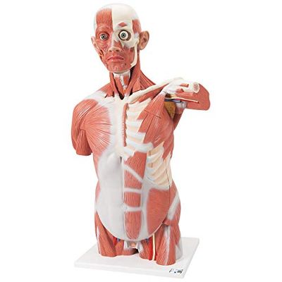 3B Scientific menselijke anatomie, levensgrote spier-torso, 27-delig, 3B Smart Anatomy