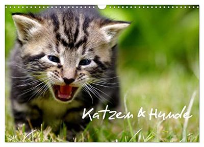 Katzen & Hunde (Wandkalender 2026 DIN A3 quer), CALVENDO Monatskalender: Katzen & Hunde in natürlichen Umfeld