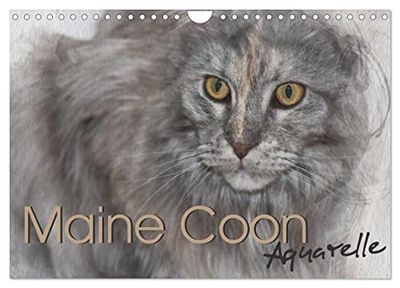 Maine Coon Aquarelle (Wandkalender 2026 DIN A4 quer), CALVENDO Monatskalender: Kunstvolle Portraits der begehrten Katzenrasse Maine Coon