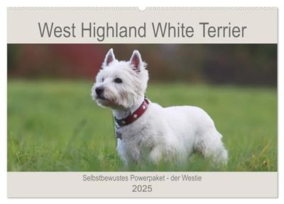 West Highland White Terrier - Selbstbewustes Powerpaket - der Westie (Wandkalender 2025 DIN A2 quer), CALVENDO Monatskalender: Kleine weiße ... für diesen Kalender festgehalten worden.