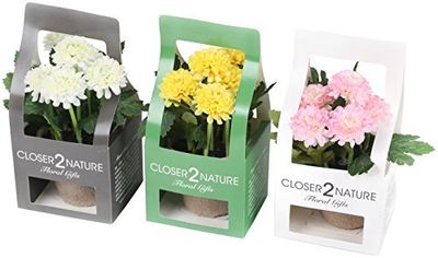 Closer2Nature Piante Artificiali di crisantemo Miste, 18 cm, con Confezione Regalo