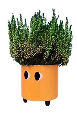 Fisura - Original blomkruka med ögondesign. Dekorativ kruka för inomhusbruk. Kruka med ben för kaktusar. Keramikkruka för blommor och suckulenter. 13 x 12,5 cm. (Orange)