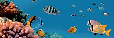 estilker Aquarium 1 decorato in ceramica con stampa digitale