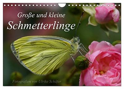 Große und kleine Schmetterlinge (Wandkalender 2025 DIN A4 quer), CALVENDO Monatskalender: Kleine und seltene Bläulinge sowie bekannte und weniger bekannte Edelfalter aus der Nähe betrachtet