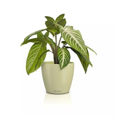 Lechuza Classico Color 14 Deco Pot de Table en Tilleul Mat Ø 15 x 13,5 cm 16683