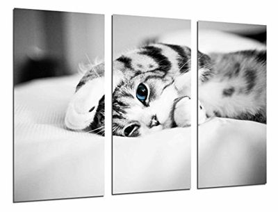 Póster de fotografia Hipster animal gato olhos azuis, branco e preto tamanho total: 97 x 62 cm XXL