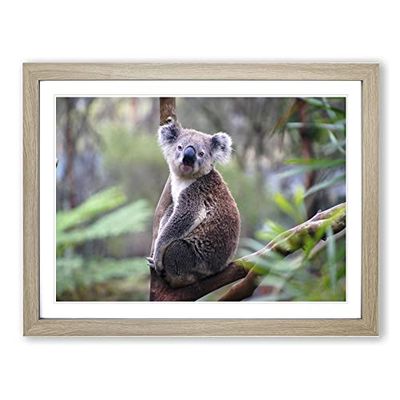 Koala Bear No.5 Modern Framed Wall Art Print, Ready to Hang Picture for Living Room Bedroom Home Office Décor, Oak A4 (34 x 25 cm)